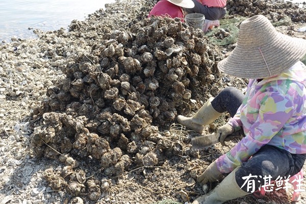 湛江生蠔批發|生蠔養殖場|湛江烤生蠔|凈化蠔