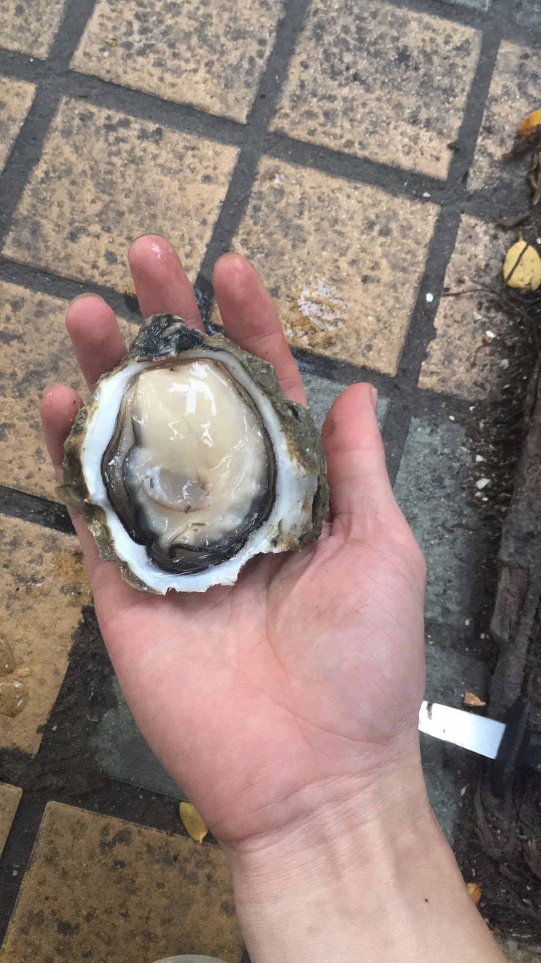 湛江生蠔批發|生蠔養殖場|湛江烤生蠔|凈化蠔