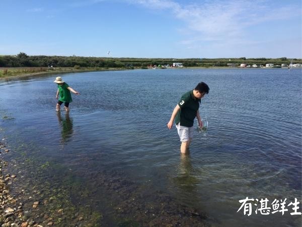 湛江生蠔批發|生蠔批發|生蠔養殖場|湛江烤生蠔|凈化蠔|生蠔|官渡生蠔|刺身生蠔|鮮活生蠔|