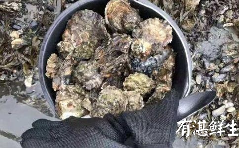 湛江生蠔批發|生蠔批發|生蠔養殖場|湛江烤生蠔|凈化蠔|生蠔|官渡生蠔|刺身生蠔|鮮活生蠔|