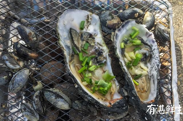 湛江生蠔批發|生蠔批發|生蠔養殖場|湛江烤生蠔|凈化蠔|生蠔|官渡生蠔|刺身生蠔|鮮活生蠔|