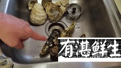 湛江生蠔批發|生蠔批發|生蠔養殖場|湛江烤生蠔|凈化蠔|生蠔|官渡生蠔|刺身生蠔|鮮活生蠔|