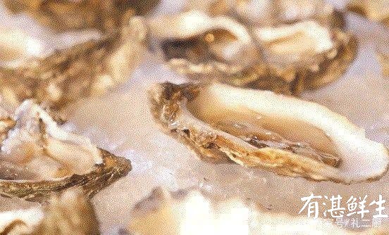 湛江生蠔批發|生蠔批發|生蠔養殖場|湛江烤生蠔|凈化蠔|生蠔|官渡生蠔|刺身生蠔|鮮活生蠔|