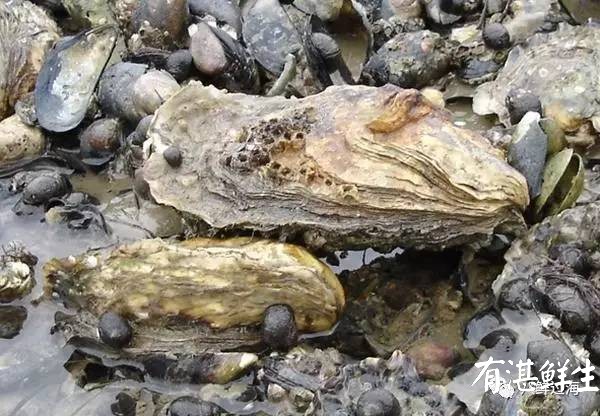 湛江生蠔批發|生蠔批發|生蠔養殖場|湛江烤生蠔|凈化蠔|生蠔|官渡生蠔|刺身生蠔|鮮活生蠔|